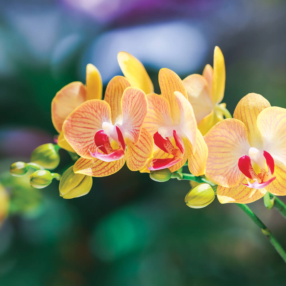 Orchid Display 2025 - Webtile_1000x1400px
